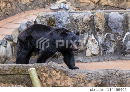 多摩動物公園, ツキノワグマ 多摩動物公園, ツキノワグマ 114466465