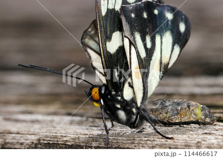 羽化失敗または奇形による後翅異常のゴマダラチュウ(自然光+マクロ接写写真) 羽化失敗または奇形による後翅異常のゴマダラチュウ(自然光+マクロ接写写真) 114466617