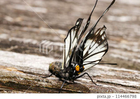 羽化失敗または奇形による後翅が折れたゴマダラチョウ蝶（自然光＋マクロ接写写真） 114466798