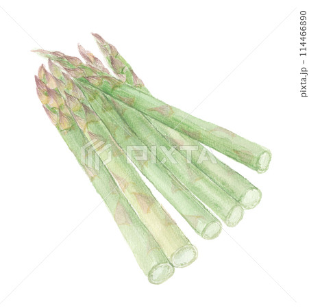 水彩で描いたアスパラガス 水彩で描いたアスパラガス 114466890