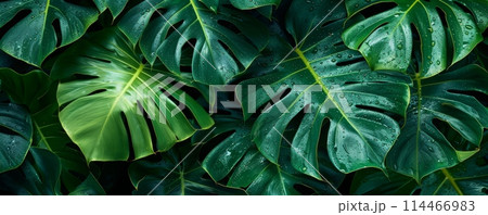 Closeup of Monstera leafs background suitable for wallpaper or to represent as backdrop or mockup. 114466983