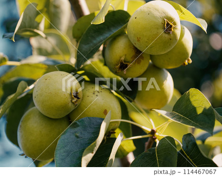 Sunlit pear tree bearing fruit; a depiction of organic farming and harvest season. 114467067