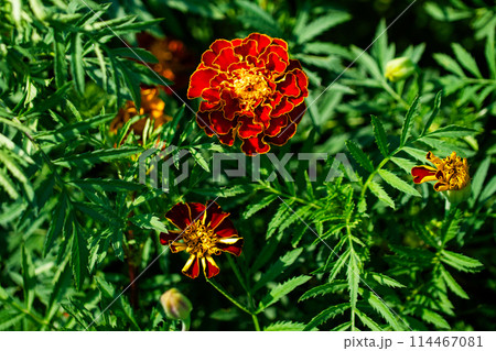 Sunlit Florals 114467081