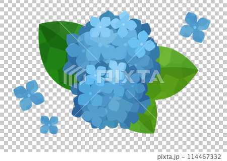 illustration of blue hydrangea illustration of blue hydrangea 114467332