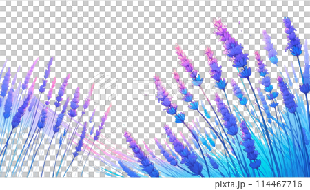 ラベンダーのイラスト 114467716