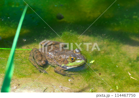 古池に住む蛙 114467750