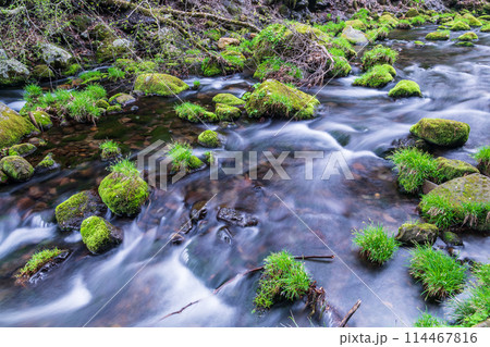 「秋田県」苔むした元滝川の春風景 114467816