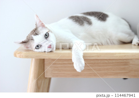 The cat lay on the wooden bench in white wall home 114467941
