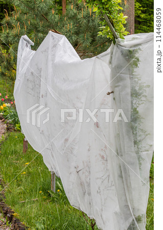 grapes in the spring under an agricultural film from frost grapes in the spring under an agricultural film from frost 114468059