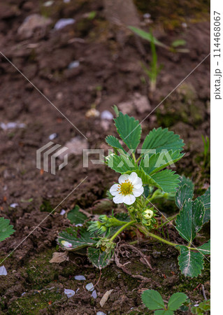 Strawberry blossom bush in the garden. Growing strawberries at home. Strawberry blossom bush in the garden. Growing strawberries at home. 114468067