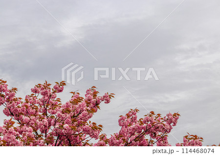 Beautiful sakura flower cherry blossom in spring sakura tree flower on blue sky Beautiful sakura flower cherry blossom in spring sakura tree flower on blue sky 114468074