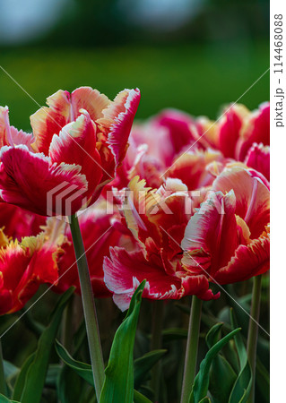 Tulips close up. Spring garden plants. Selective soft focus Tulips close up. Spring garden plants. Selective soft focus 114468088