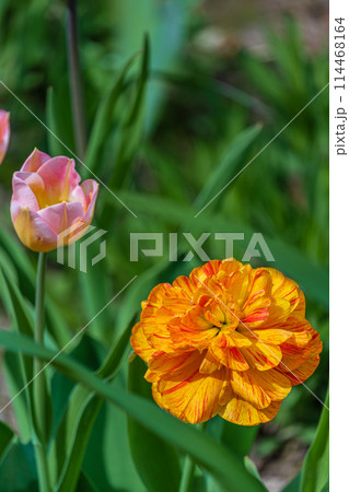 Orange tulip and pink yellow background in home garden Orange tulip and pink yellow background in home garden 114468164