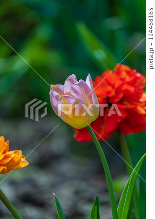 Red yellow and pinkish white tulip in the garden 114468165