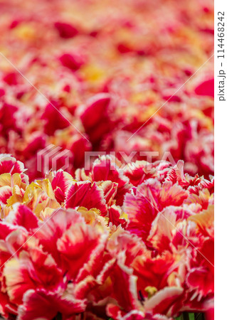 Tulips close up. Spring garden plants. Selective soft focus 114468242