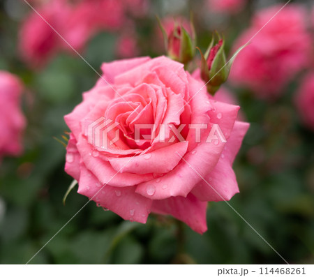 複雑に美しいバラの花びら 114468261