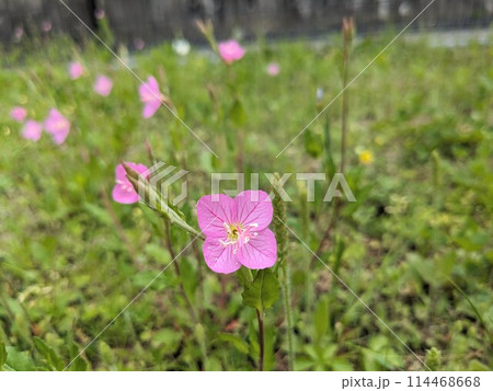 ユウゲショウの花 ユウゲショウの花 114468668