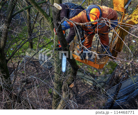 Municipal service workers stand with a chainsaw in a crane basket and trim dangerous trees 114468771