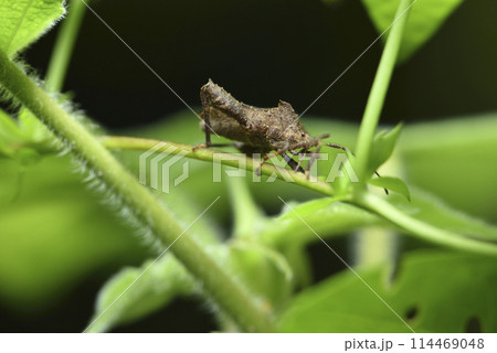 昆虫 虫 蟲 114469048