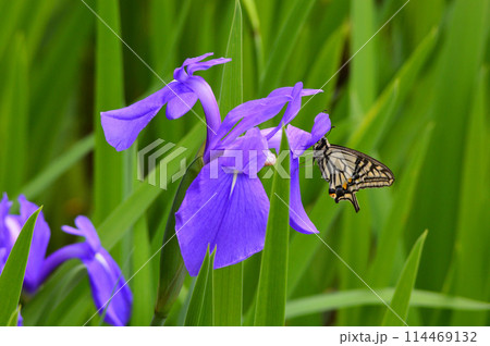 京都市大田ノ沢 野生の杜若とアゲハチョウ 114469132