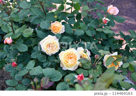 バラ「ウェルビーイン」 114469163