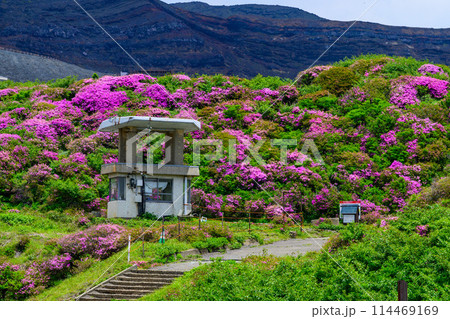阿蘇山 火口入り口 ミヤマキリシマの花 (阿蘇山中岳・阿蘇火口への道) 阿蘇山 火口入り口 ミヤマキリシマの花 (阿蘇山中岳・阿蘇火口への道) 114469169