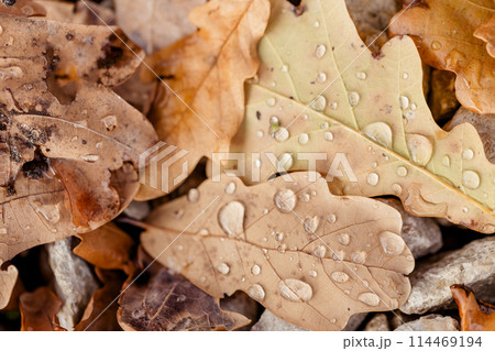 Autumn oak leaves with water drops close up background. Autumn oak leaves with water drops close up background. 114469194