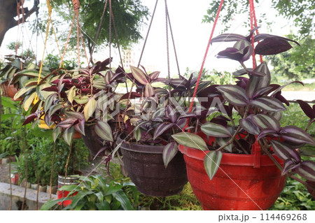 Inchplant plant on hanging pot in nursery Inchplant plant on hanging pot in nursery 114469268