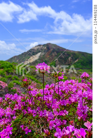阿蘇パノラマラインから観える 新緑に映えるミヤマキリシマの花 (阿蘇山中岳・阿蘇火口への道) 阿蘇パノラマラインから観える 新緑に映えるミヤマキリシマの花 (阿蘇山中岳・阿蘇火口への道) 114469288