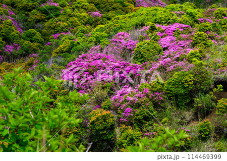 阿蘇パノラマラインから観える　新緑に映えるミヤマキリシマの花　(阿蘇山中岳・阿蘇火口への道) 114469399