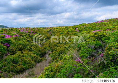 阿蘇パノラマラインから観える　新緑に映えるミヤマキリシマの花　(阿蘇山中岳・阿蘇火口への道) 114469410