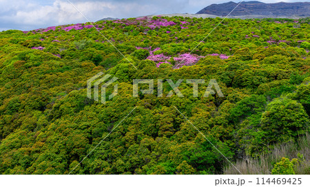 阿蘇パノラマラインから観える 新緑に映えるミヤマキリシマの花 (阿蘇山中岳・阿蘇火口への道) 阿蘇パノラマラインから観える 新緑に映えるミヤマキリシマの花 (阿蘇山中岳・阿蘇火口への道) 114469425