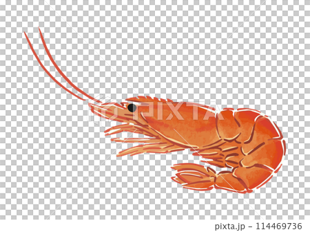 Simple shrimp illustration Simple shrimp illustration 114469736