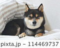 布団の上で穏やかに微笑む柴犬 114469737