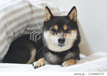 布団の上で穏やかに微笑む柴犬 114469737