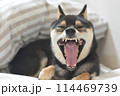 布団に入り大きな口を開けてあくびをする柴犬 114469739