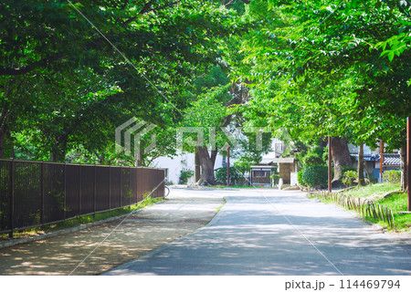 万代池公園の風景 万代池公園の風景 114469794
