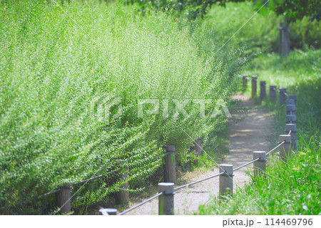 万代池公園の風景 114469796