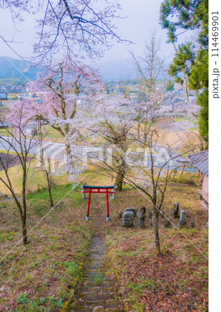 伝行山より徹然桜を見下ろす【北安曇郡白馬村】 伝行山より徹然桜を見下ろす【北安曇郡白馬村】 114469901