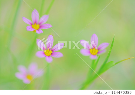 野原に咲く可愛い庭石菖 114470389