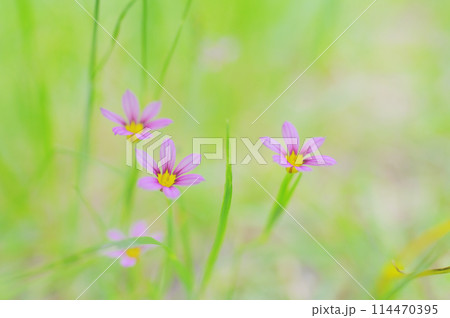 野原に咲く可愛い庭石菖 114470395