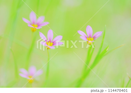 野原に咲く可愛い庭石菖 114470401