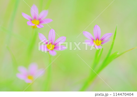 野原に咲く可愛い庭石菖 114470404