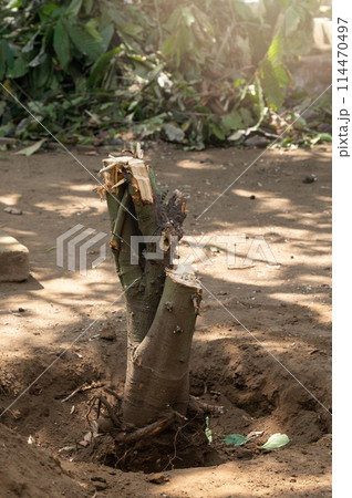 Chop off tree from garden 114470497