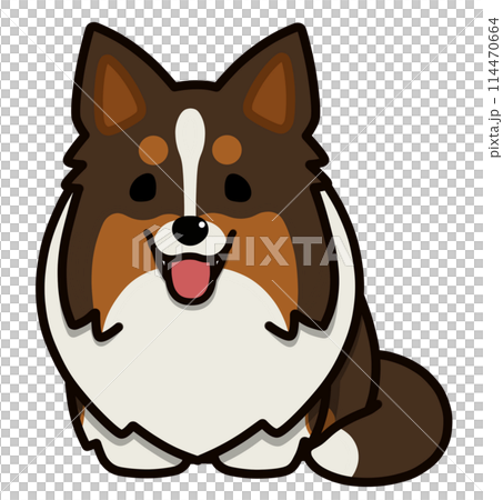 Sheltie with upright ears (tri-color) sitting with mouth open Sheltie with upright ears (tri-color) sitting with mouth open 114470664