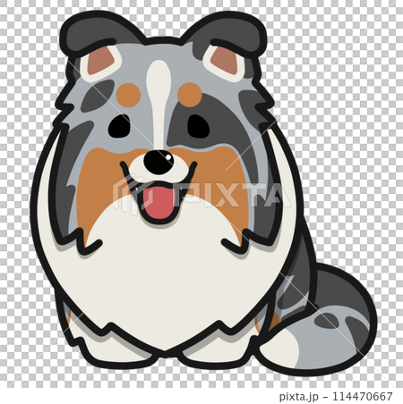 一隻垂耳喜樂蒂犬（藍色隕石色）張著嘴坐著。 114470667