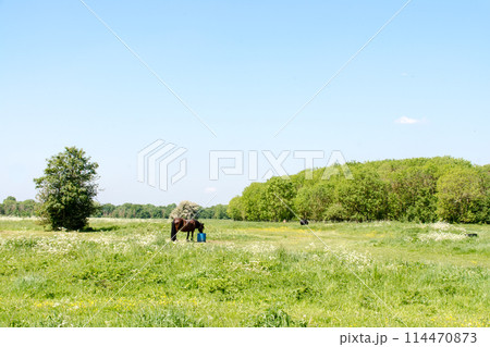 明るい日差しの下の初夏の小さい花が咲く広々としたフィールドとたたずむ馬　ロンドン郊外にて 114470873