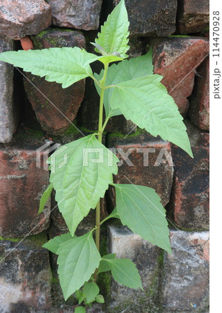 Jack in the Bush plant on jungle 114470928
