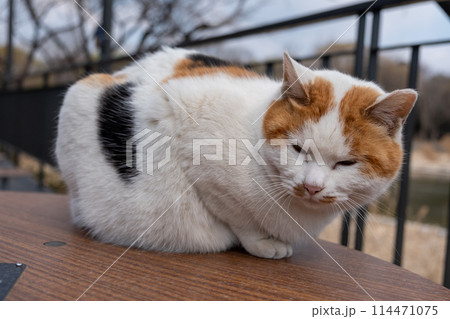 Chubby cat sitting on the table, Seoul Forest in South Korea 114471075