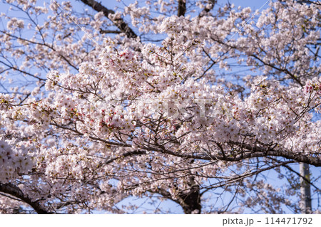 島田市の家山の桜トンネルの満開になった桜の木(静岡県) 114471792